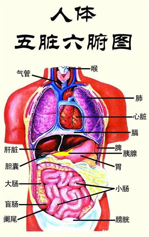 五臟位置|【五臟位置】深入解剖！完整五臟位置圖，一看就懂身。